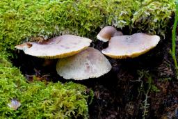Neolentinus adhaerens