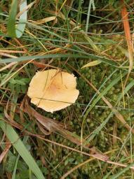 Cystoderma amianthinum