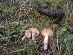 Hygrophorus discoideus