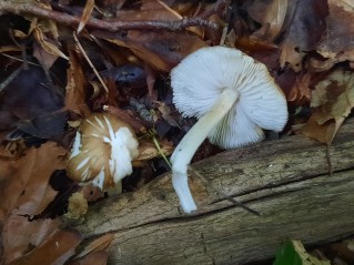 Hydropodia subalpina