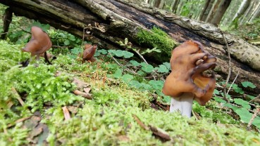 Gyromitra infula