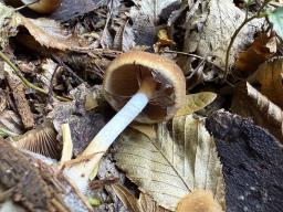 Psathyrella piluliformis