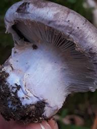 Cortinarius traganus