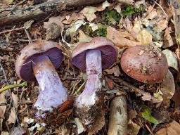 Cortinarius variecolor