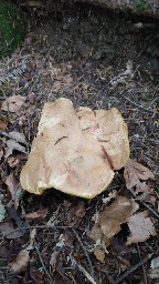 Butyriboletus appendiculatus