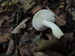 Russula raoultii