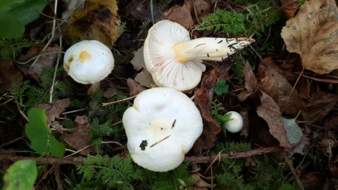 Hygrophorus chrysodon