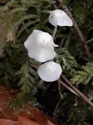 Hemimycena cucullata