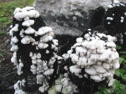 Schizophyllum commune