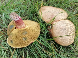 Xerocomellus chrysenteron