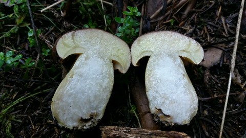 Butyriboletus appendiculatus