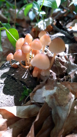 Mycena renati