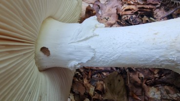 Amanita strobiliformis