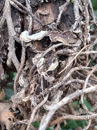 Auricularia mesenterica