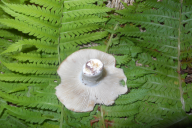 Russula delica