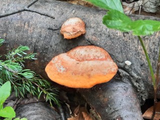 Pycnoporus cinnabarinus