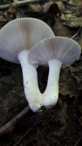 Russula grisea