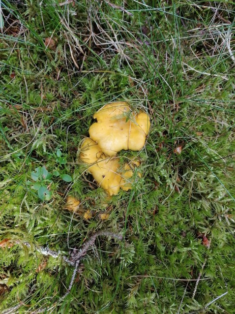 Cantharellus cibarius