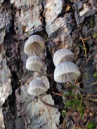 Mycena pseudocorticola