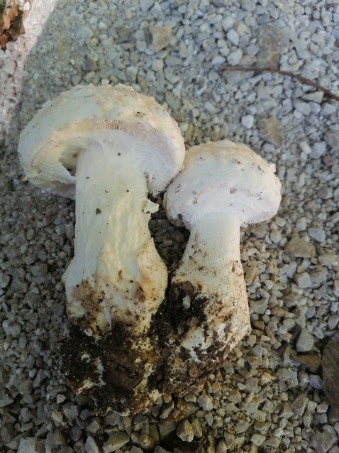 Amanita strobiliformis