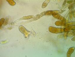 Puccinia modiolae