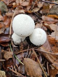 Lycoperdon perlatum