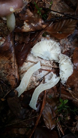 Russula cavipes