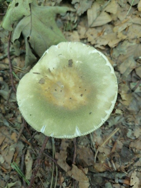 Russula aeruginea