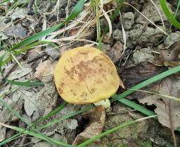 Xerocomus chrysonemus