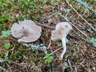 Rhizocybe pruinosa