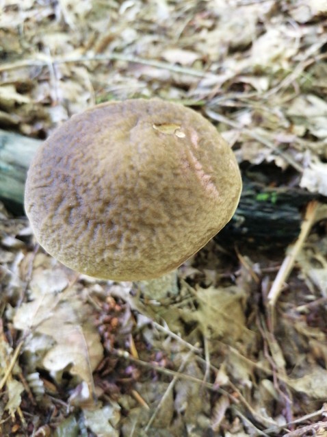 Leccinum scabrum