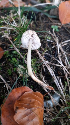 Mycena rosea