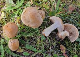 Hebeloma laterinum