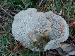 Lentinus arcularius