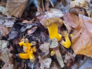 Craterellus lutescens