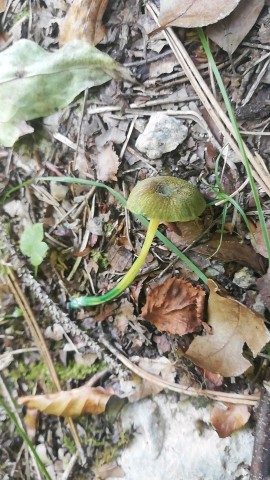 Entoloma incanum