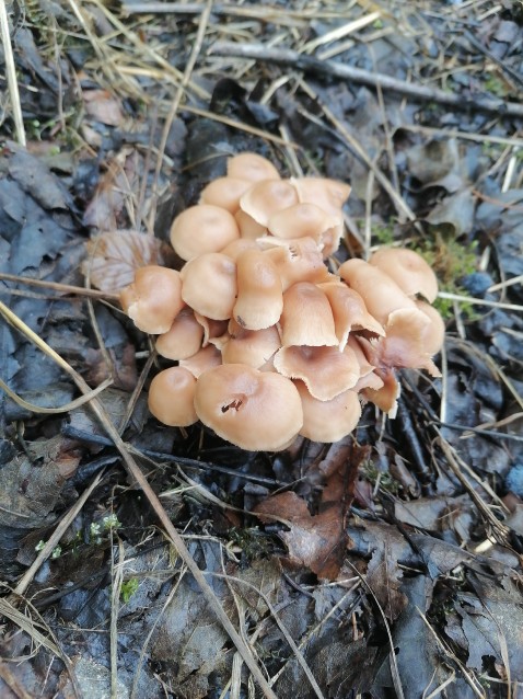 Gymnopus dryophilus