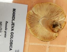 Russula grata