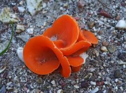 Aleuria aurantia