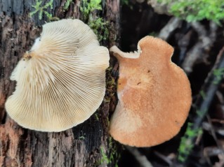 Crepidotus crocophyllus