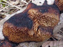 Szczepkamyces campestris