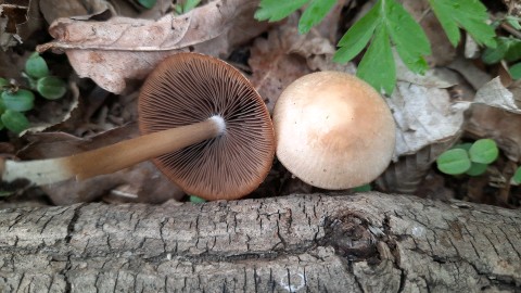 Psathyrella spadiceogrisea