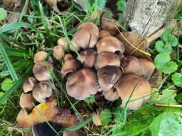 Coprinellus micaceus