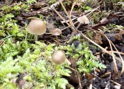 Mycena leptocephala