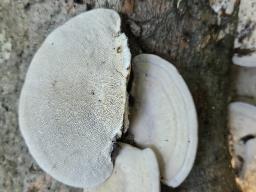 Trametes gibbosa