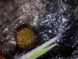 Ramsbottomia macrantha