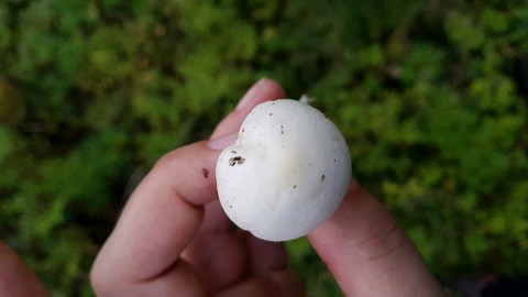 Hygrophorus chrysodon