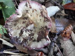 Russula cavipes