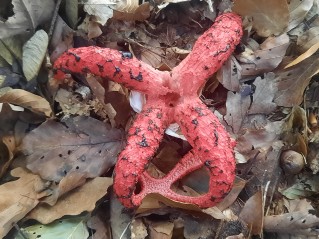 Clathrus archeri