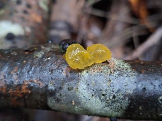 Tremella mesenterica